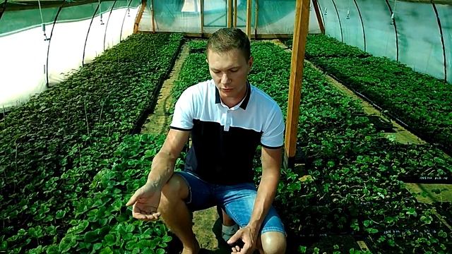 кассетная рассада клубники