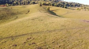 Алтай. Благородный марал. Турбаза в горном Чарыше
