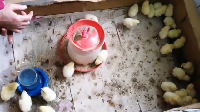 Цыплята. Маленькие жёлтые комочки радости.