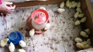 Цыплята. Маленькие жёлтые комочки радости.