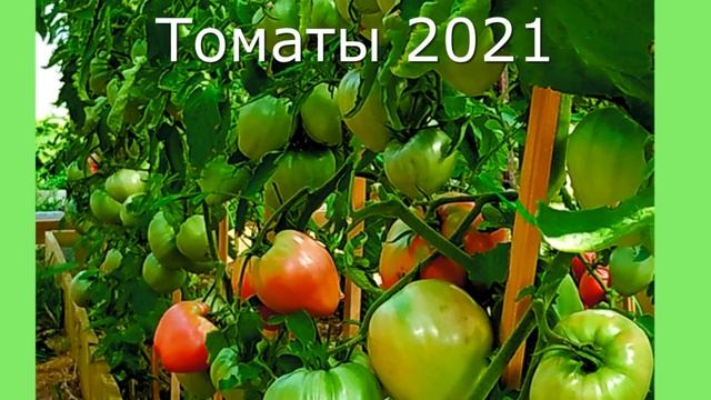 4 способа  ускорить созревание томатов