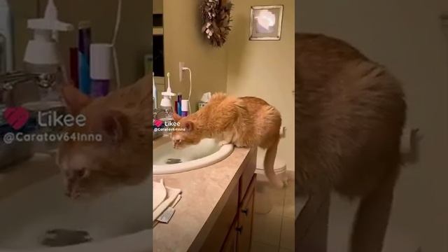 #кот
