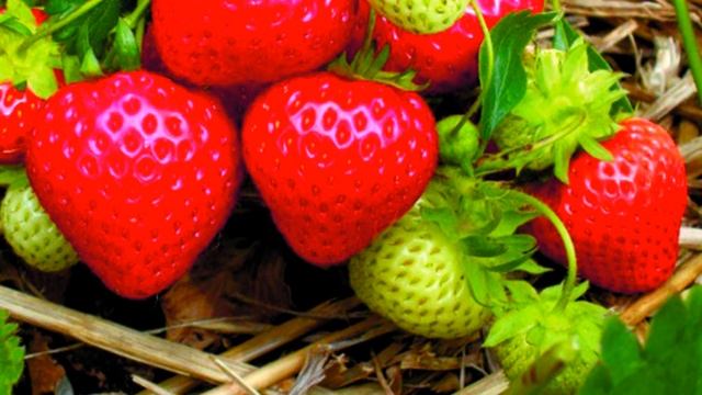 Схема подкормки клубники весной