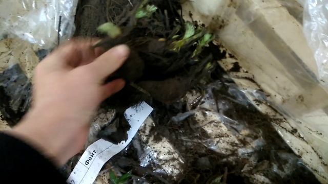 Мой маточник клубники от посадки фриго до октября ч.1 смотреть онлайн