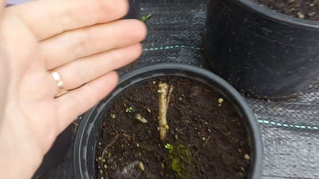 Плачет гортензия после обрезки.🌱! Когда резать? Какие сроки. 🌱 смотреть онлайн