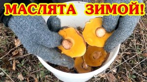 Зима! Мороз! А мы за маслятами! 0,5 ведра за 10 минут!