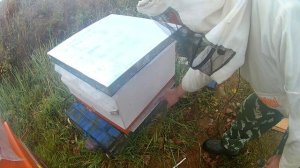 Как активировать полоски от клеща. Борьба с клещём варроа. Работы на пасеке.