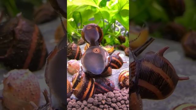 Вам улитки нравятся или они вас раздражают❓ #аквариум #аквариумдома #fishtank #aqarium смотреть онлайн
