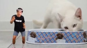 Holy Baam - Песня про котят(КЛИП!)@HolyBaam