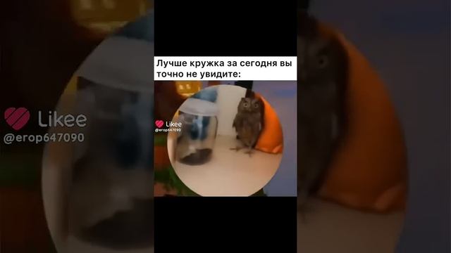 #мем #прикол #птица