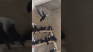 "" БОЙНЫЕ ГОЛУБИ...ЛЕУШКОВСКИЕ ""