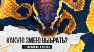 Какую змею выбрать в качестве первого питомца?