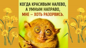 Красивым налево... Женский юмор!👩🏼🦰👨🏼🦰👨🏼