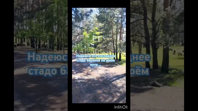 👉🌲 НАРЦИССЫ - ПСИХОПАТЫ - МАНИПУЛЯТОРЫ!!! ВСЕ НЕ ВЫХОД С ВЕЩАМИ. В ЛЕС ... #нарциссизм #нарциссы