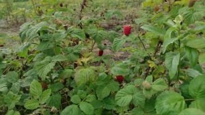 Летняя малина сорт Пшехиба! Первое плодоношение.