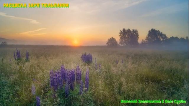 РАСЦВЕЛА ЗАРЯ ТЮЛЬПАНОМ (Анатолий Золотовский & студия "ПОРА") смотреть онлайн