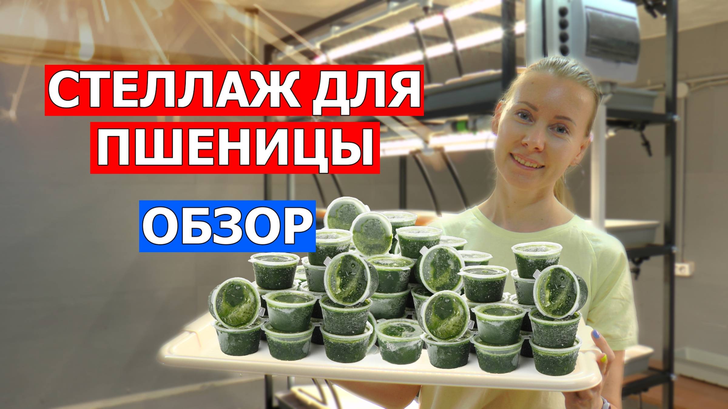 Обзор гидропонной установки для выращивания пшеницы