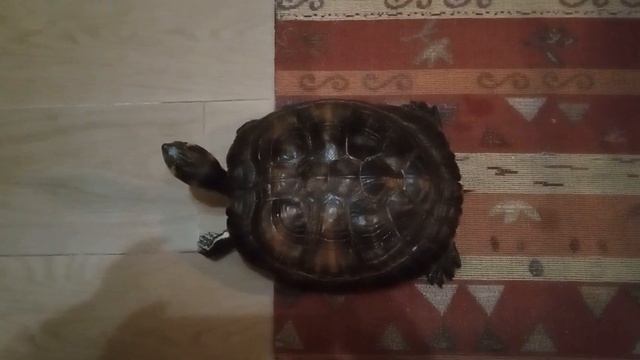 Ninja#черепашка#панцырь#guscio#воднаячерепаха#tartarugadiacqua#animalidivertenti#животныевдоме#уход