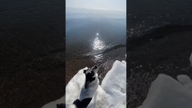 Гуляем на море #весна#сахалин#море