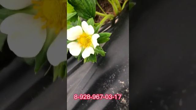 Клубника, весна пришла смотреть онлайн