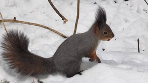 Серебряный бор