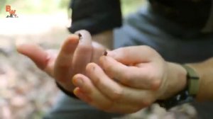 МУРАВЕЙ ПРОКУСИЛ КОЖУ/Коёт Питерсон