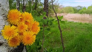 Апрельское танго
