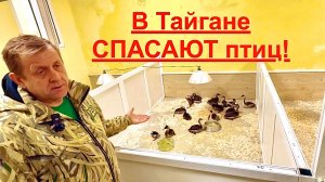 Принимают ВСЕХ до последней птицы! Тайган продолжает СПАСАТЬ пострадавших птиц! СПАСИБО волонтёрам!