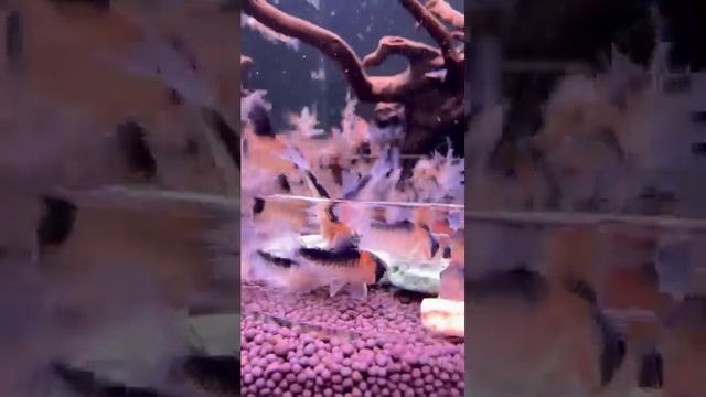 Какие коридорасы вам нравятся❓❤️  #fishtankdesign #аквариумдома #fishtank #аквариумныерыбки смотреть онлайн