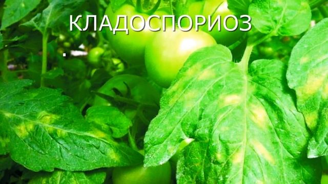 КЛАДОСПОРИОЗ. Берегите урожай.
