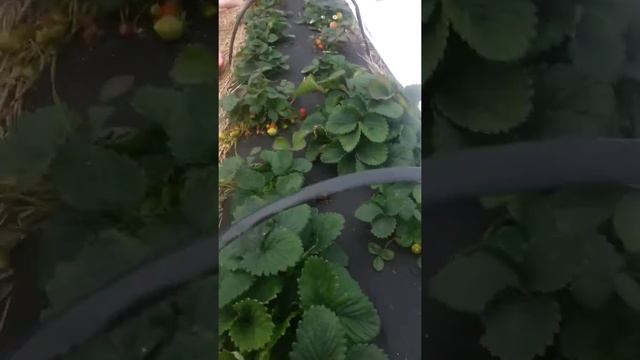 Клубника сорт Королева Елизавета 2 заморозки а клубника спеет) смотреть онлайн