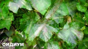 Подкормка и лечение винограда в сентябре