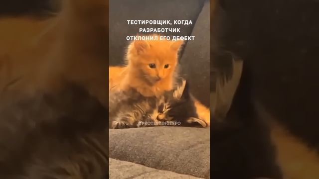 Как ты мяяуумог #qaengineer #тестированиепо #qa #разработчик #тестировщикснуля #мем #юмор #memes смотреть онлайн