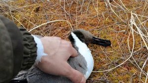 Весенняя охота на уток с семьей. С чучелами и манком Отличные налеты.