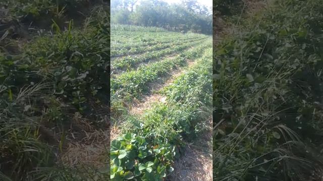 Клбника сорт Королева Елизавета 2 август а она все спеет и цветет смотреть онлайн