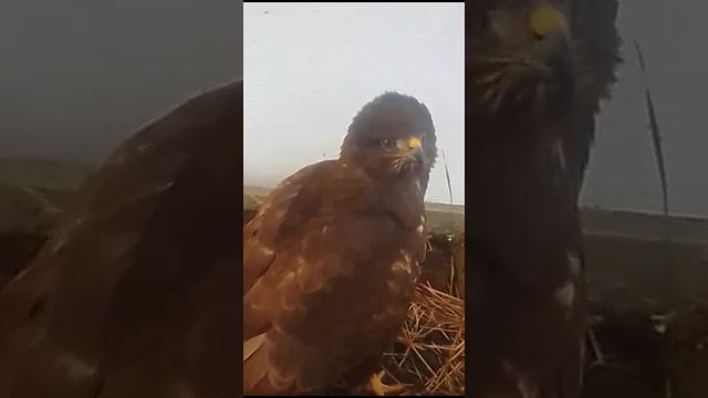 Канюк обыкновенный Брут уже освоился на новом месте