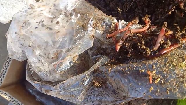 N136. Спитаменга йулга чикяпмиз. тел.929312345 смотреть онлайн