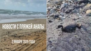 Новости с пляжей Анапы, 2 января 2025 года, много испачканных в мазуте птиц