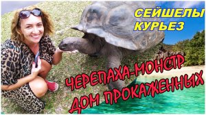 🔴Сейшелы за 60€🔴Плывем самостоятельно на остров Курьез и Сен-Пьер🔴Крутой Снорклинг🔴#mirnaladon