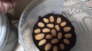 Стратификация миндаля.