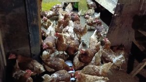 Сезонное падение яйценоскости