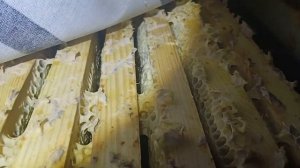 Куда пропала пасека Ишутиных. Обзор зимовки!!! Двести семей в одном контейнере!