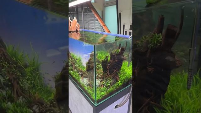 Какие растения посоветуете досадить в этот аквариум❓❤️ #aquarium #аквариум #аквариумдома #fishtank смотреть онлайн