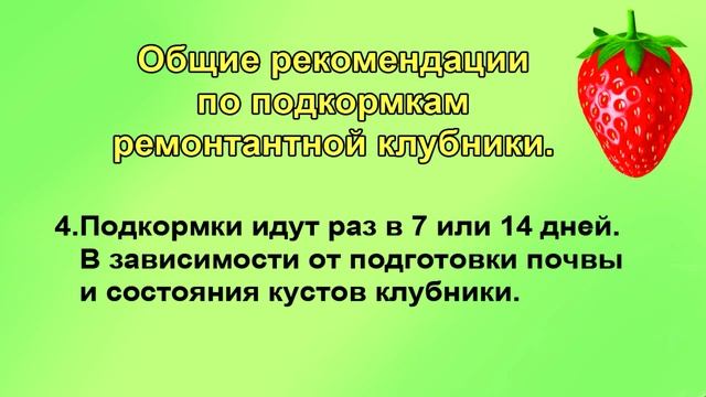 Обязательные подкормки ремонтантной  клубники во время плодоношения.