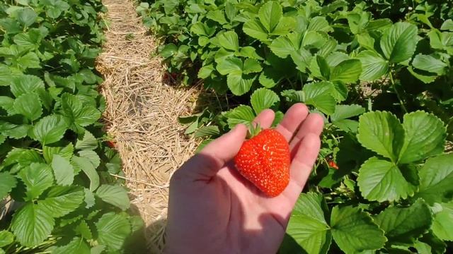 Обзор сорт клубники Аргентейра. Поздний отличный сорт. смотреть онлайн