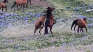 Dangerous horses. Опасные лошади.