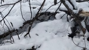 Улетела без хвоста