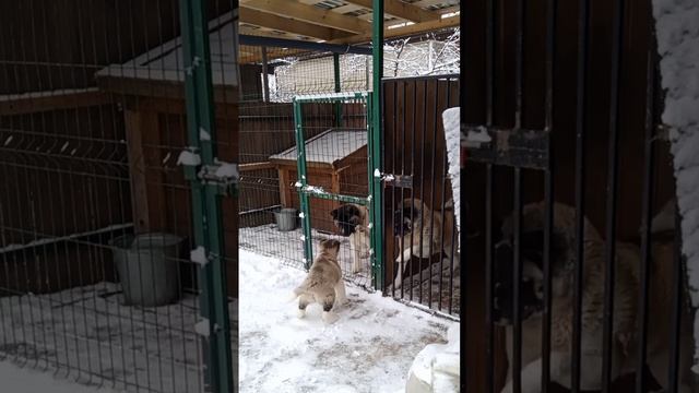 Дети нашего питомника...