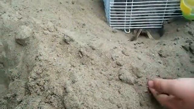 Мышки песчанки гуляют.mp4