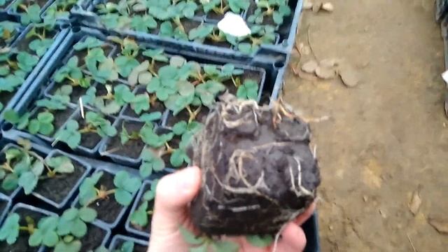 хранение саженцев зимой смотреть онлайн